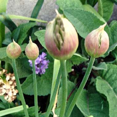 Allium 'Ambassador'