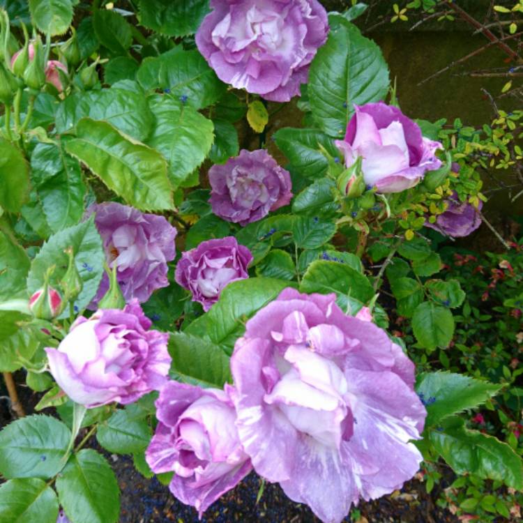 plant image 406100