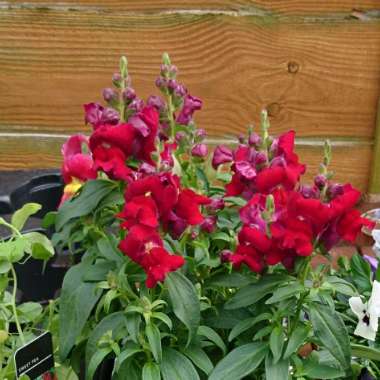 Antirrhinum