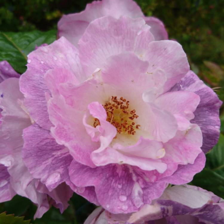 plant image 421800