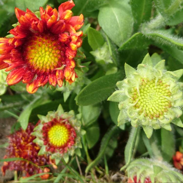 plant image 423772 plant image 423772