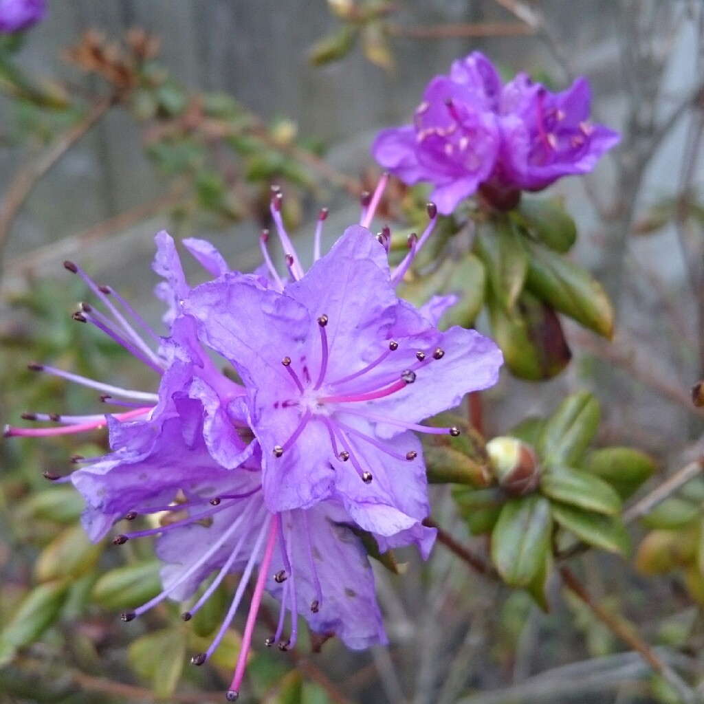 Plant image Rhododendron Degronianum subsp. 'Heptamerum'