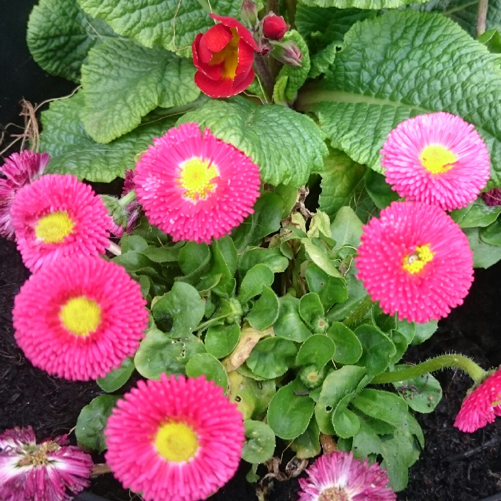 plant image 46265
