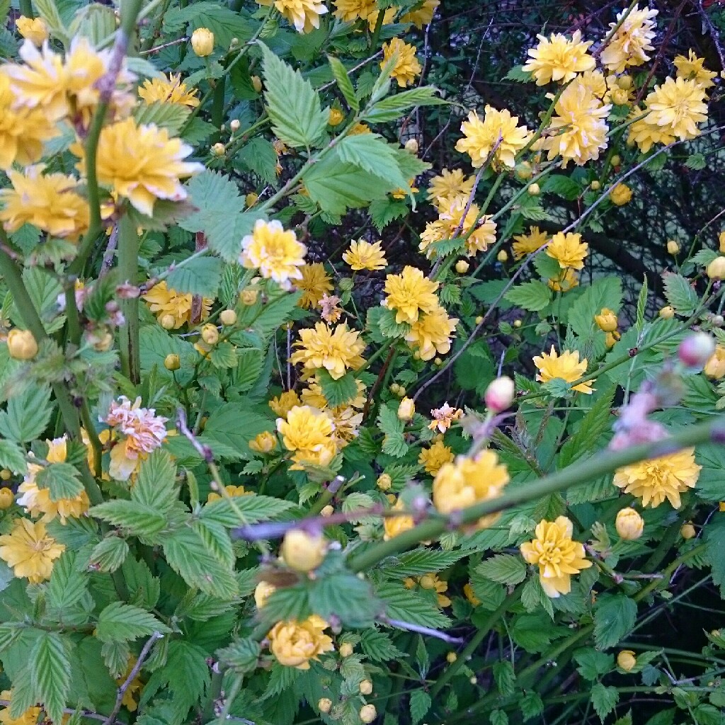 plant image 46273