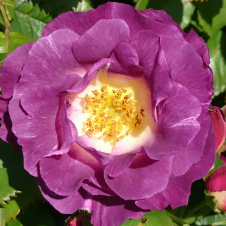 plant image 485373