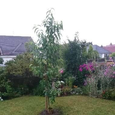 Prunus persica 'Rochester'