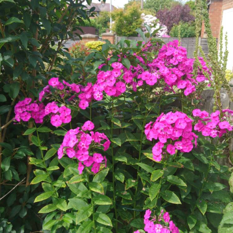plant image 504456 plant image 504456