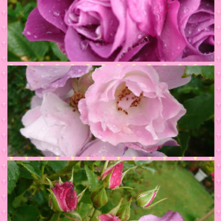 plant image 507081