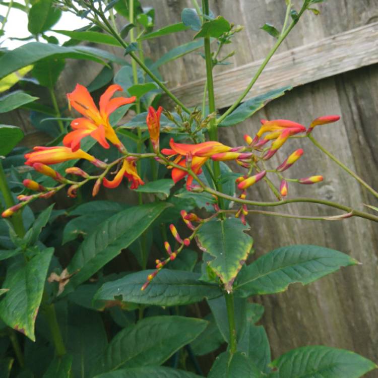 plant image 524584