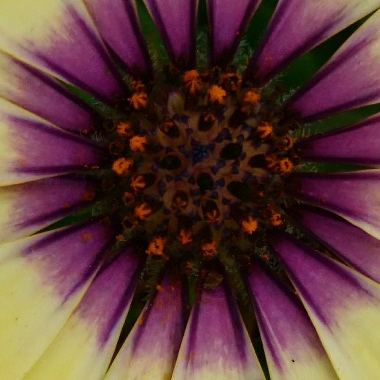 Plant image Osteospermum Ecklonis 'Akila White Purple Eye'