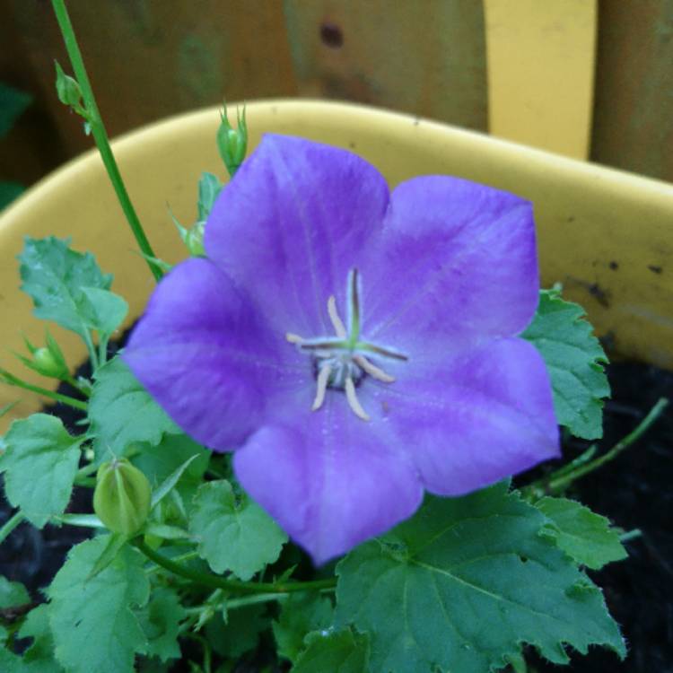 Plant image Platycodon grandiflorus 'Fuji Blue' syn. Campanula grandiflora 'Fuji Blue'