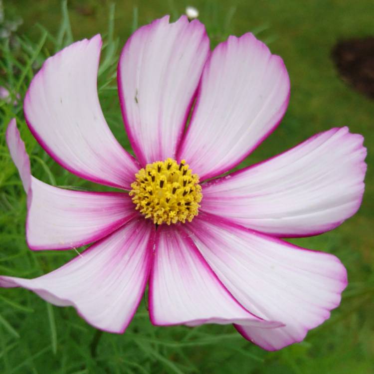 plant image 527408 plant image 527408