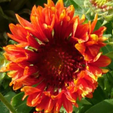 Gaillardia x grandiflora 'Fanfare Blaze'