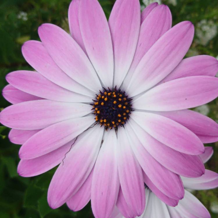 plant image 535044 plant image 535044