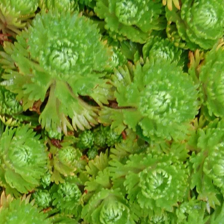 Plant image Saxifraga pensylvanica 'White Star'