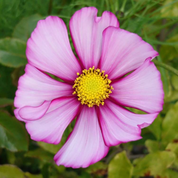 plant image 542572 plant image 542572