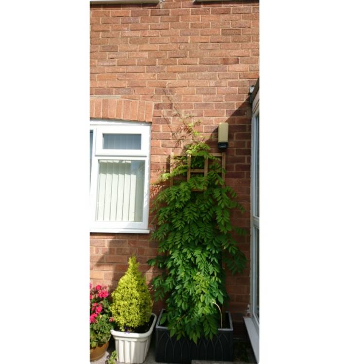 plant image 545603 plant image 545603