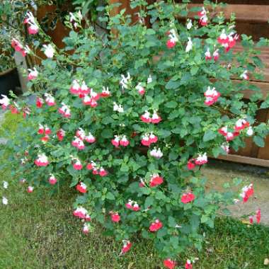 Salvia 'Hot Lips' syn. Salvia x jamensis 'Hot Lips', Salvia microphylla 'Hot Lips'