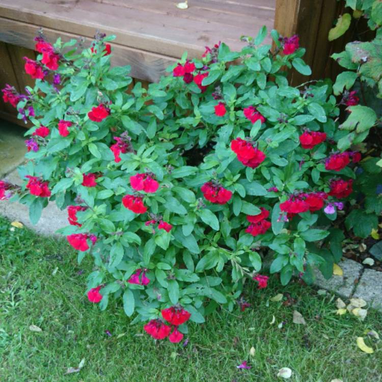Plant image Salvia greggii 'Mirage™ Cherry Red'