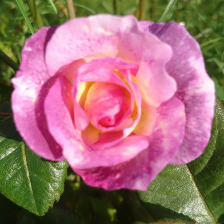 plant image 564091