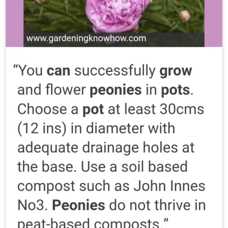 plant image 628474 plant image 628474