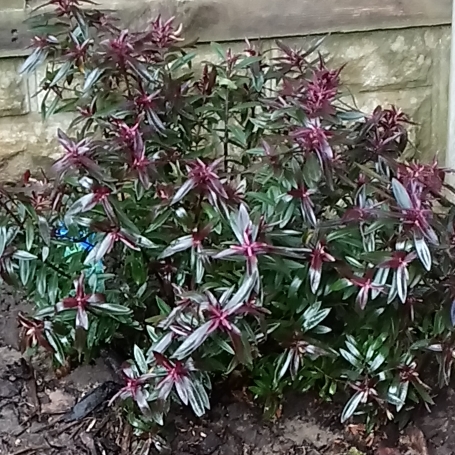 Plant image Hebe 'Mrs Winder'