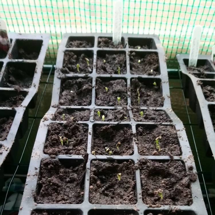 plant image 629900