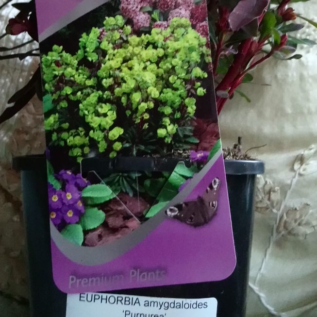 plant image 632204