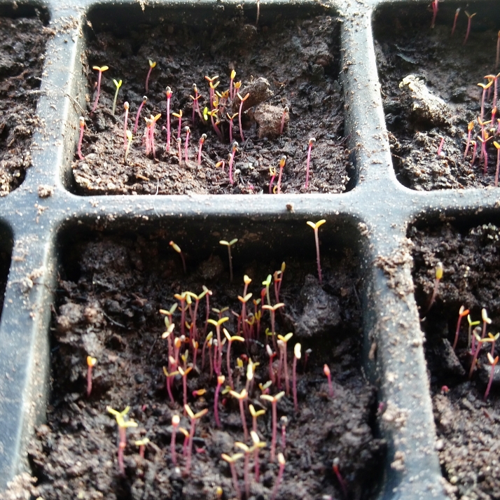 plant image 636487