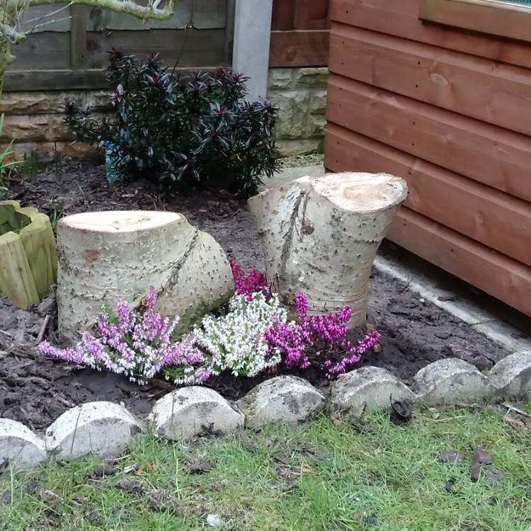 plant image 637730