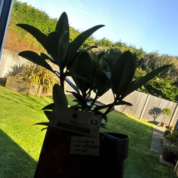 plant image 641354