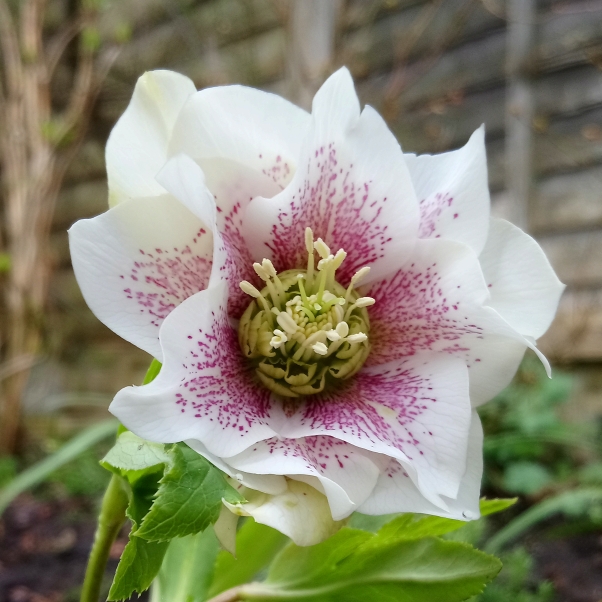 Plant image Helleborus x hybridus 'White Lady Spotted' (Lady Series)