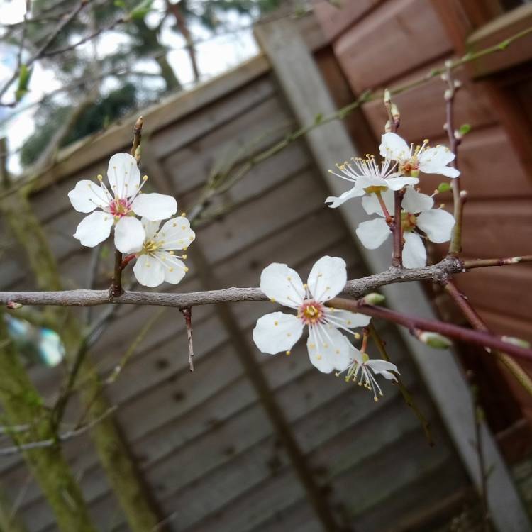 Plant image Prunus domestica 'Victoria'