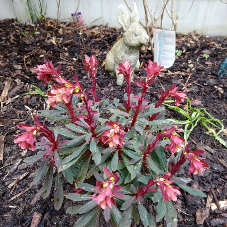 Plant image Euphorbia amygdaloides 'Purpurea' syn. Euphorbia amygdaloides 'Rubra'