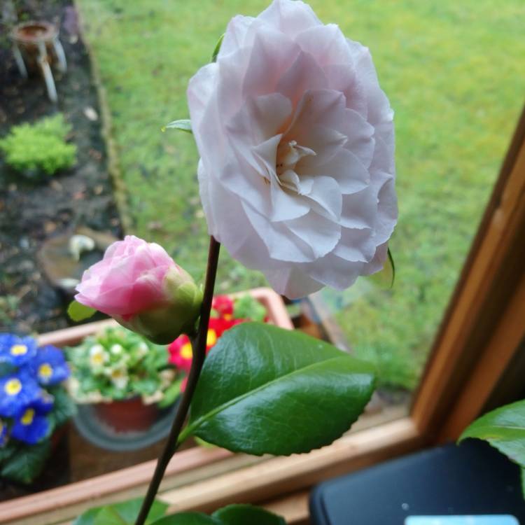 plant image 646645