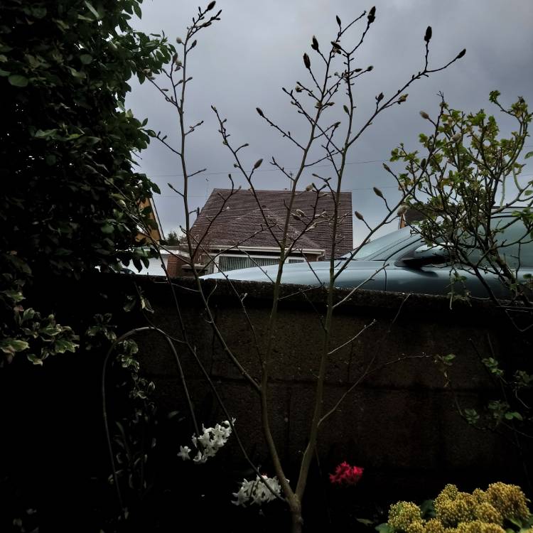 plant image 648659