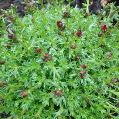 Saxifraga x arendsii 'Pixie Rose'