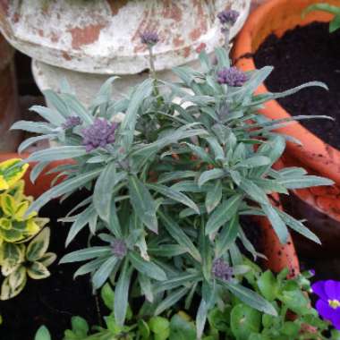 Erysimum 'Bowles's Mauve' syn. Erysimum linifolium 'Bowles' Mauve'