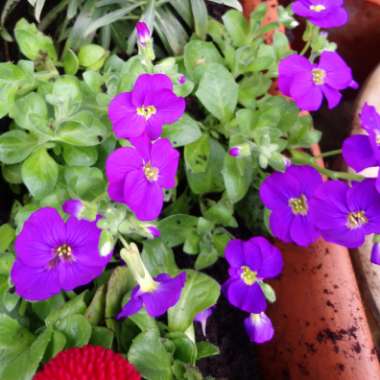 Aubrieta 'Glacier Blue'