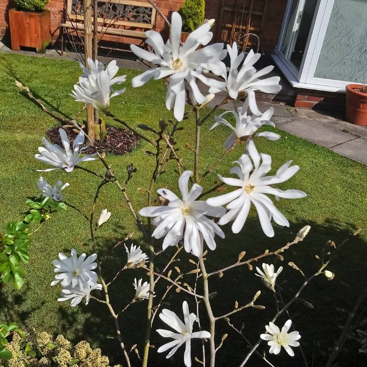 plant image 658684