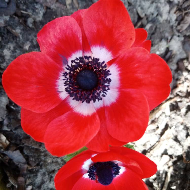 Plant image Anemone coronaria 'Harmony Scarlet'