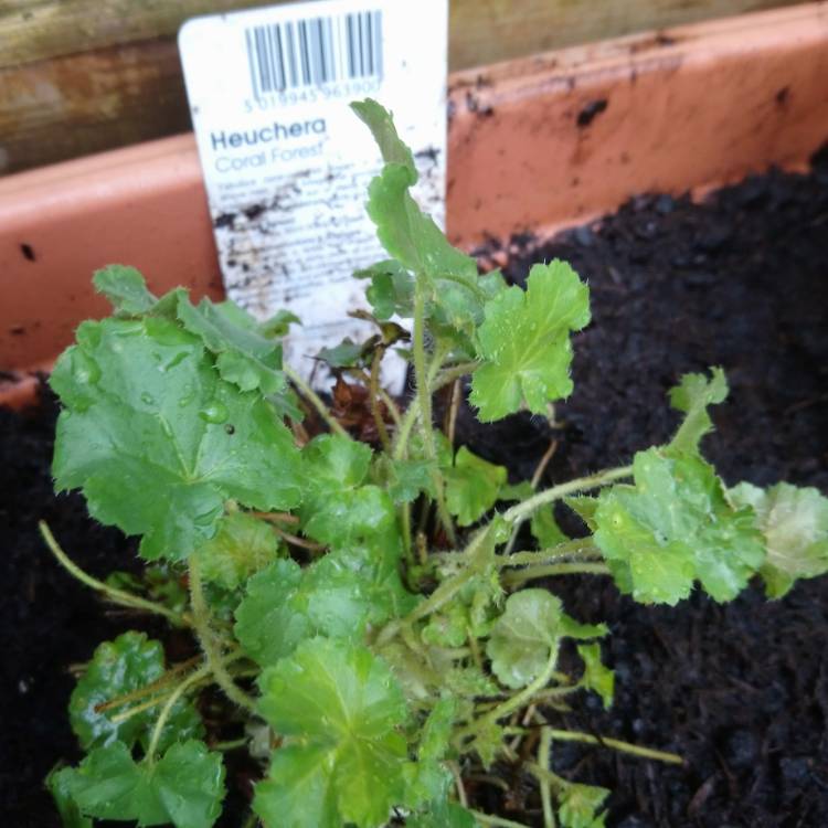 plant image 660315