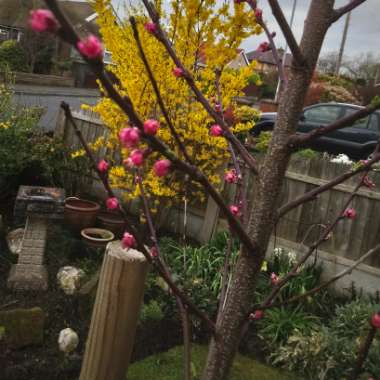 Prunus persica 'Rochester'