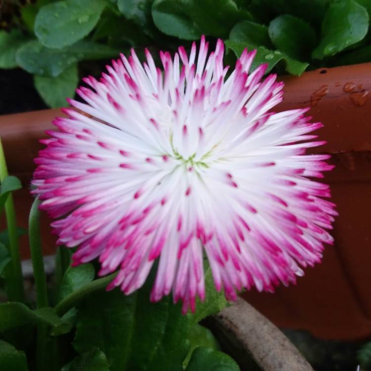 Plant image Bellis perennis Habanera
