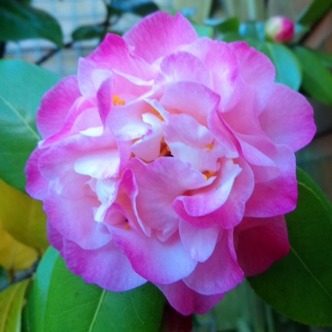 plant image 667516 plant image 667516