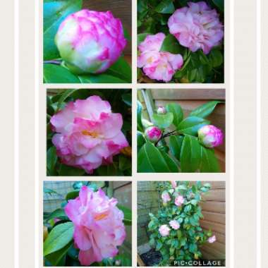 Camellia