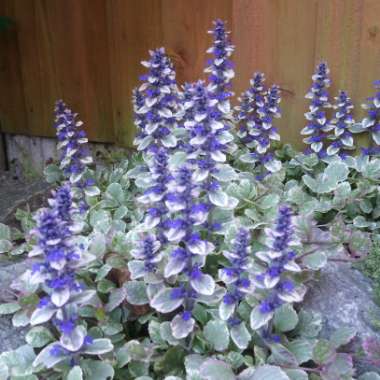 Ajuga reptans