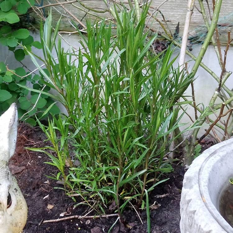 Plant image Achillea ptarmica 'The Pearl'