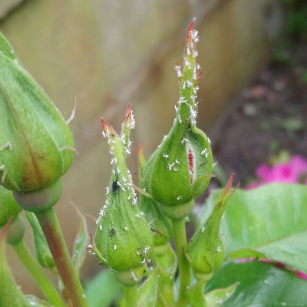 plant image 703669