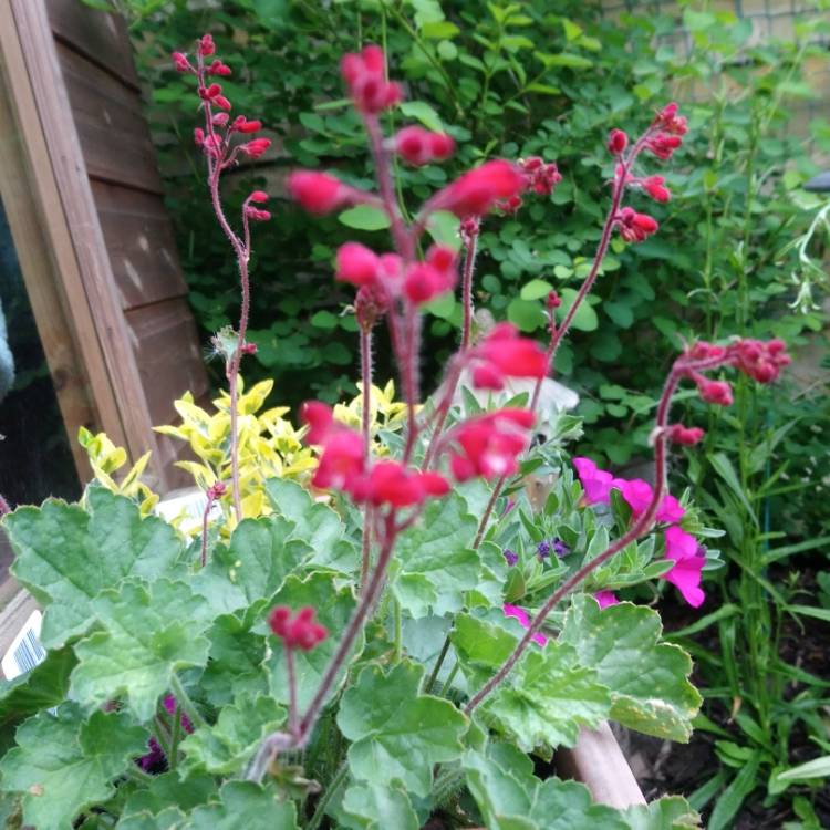 Plant image Heuchera 'Coral Forest'